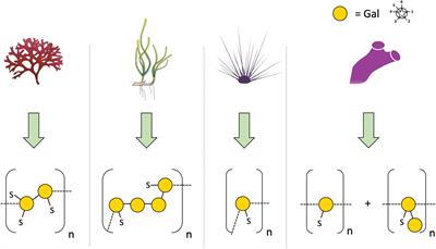 The Cell Wall of Seagrasses: Fascinating, Peculiar and a Blank Canvas for Future Research